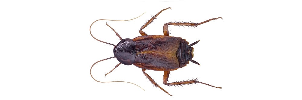 Oriental Cockroach 