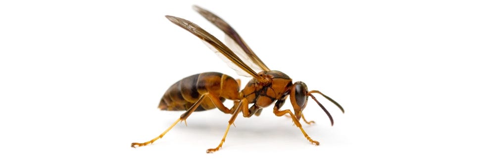 paper wasp