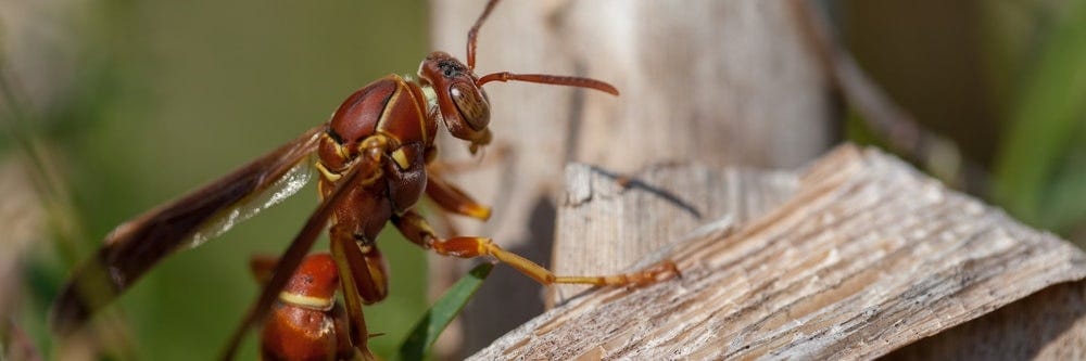 Wasp Control with Rescue!