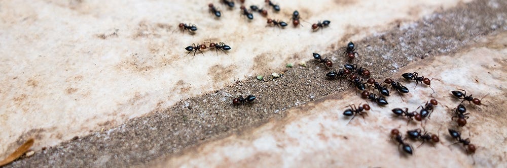 Pavement Ants on Driveway