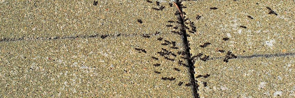 Pavements Ant on Walkway