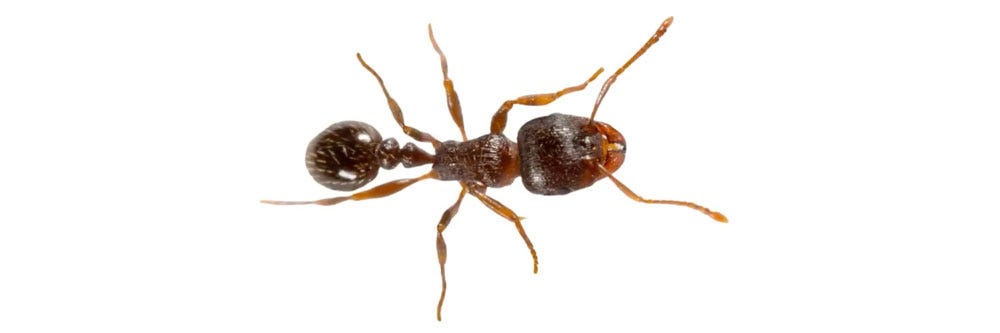 pavement ants identification how to Get rid of pavement ants