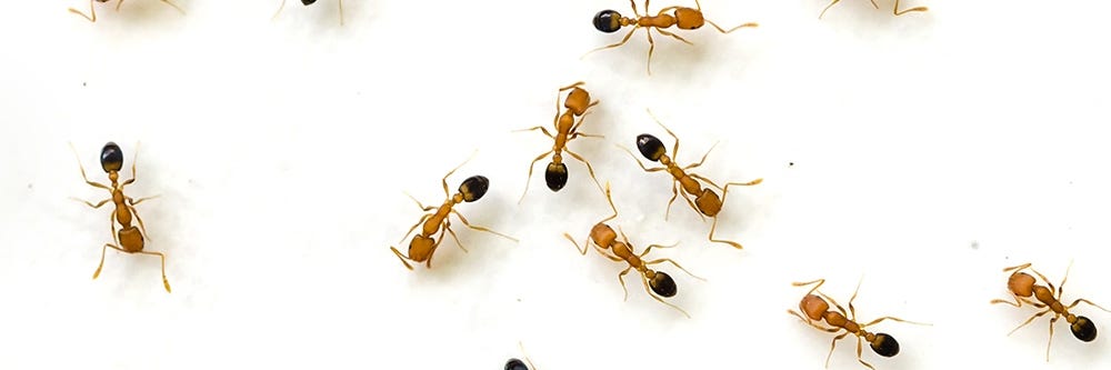 Pharaoh Ant on White Background