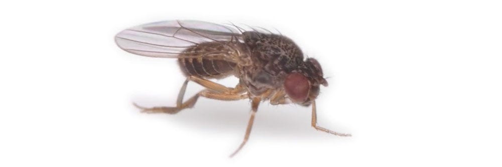 phorid flies identification how to get rid of phorid flies