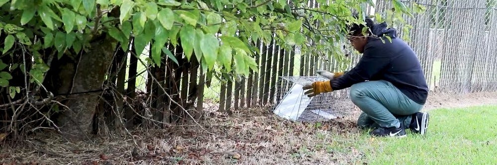 Strategically placing a squirrel trap in the yard