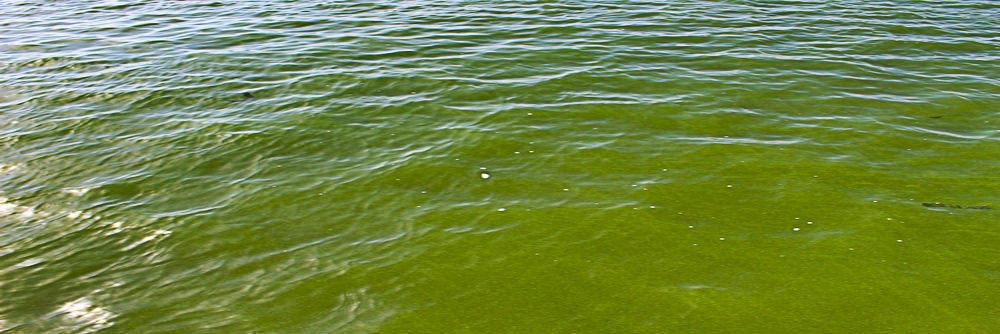 Algae in a pond or lake