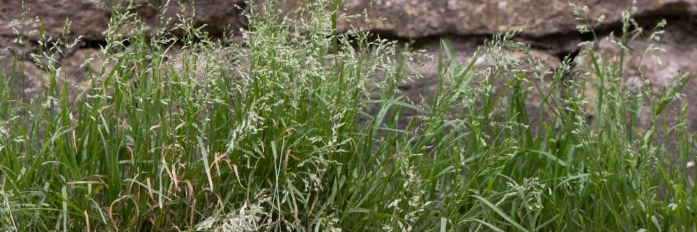 Clumps of Annual Bluegrass