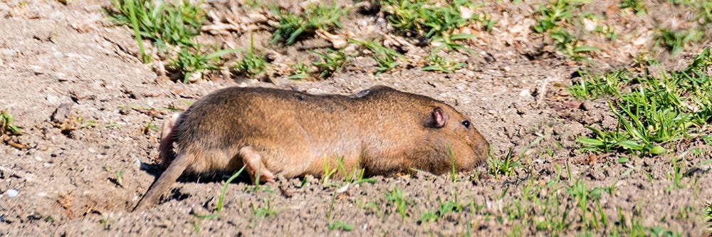 Pocket Gopher in Yard