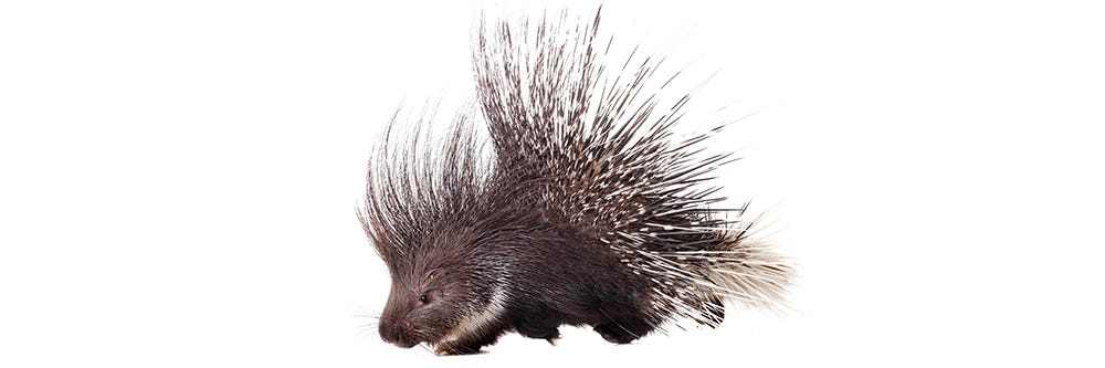 Porcupine Isolated