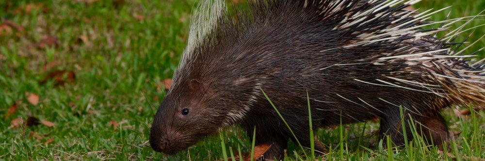 porcupine inspection