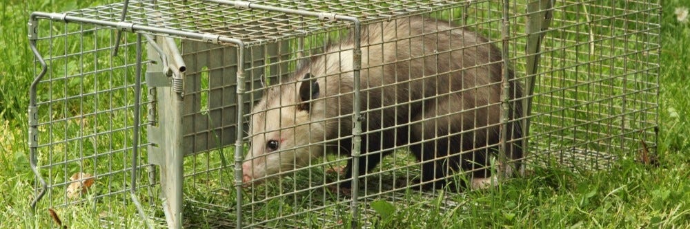Possum in Cage