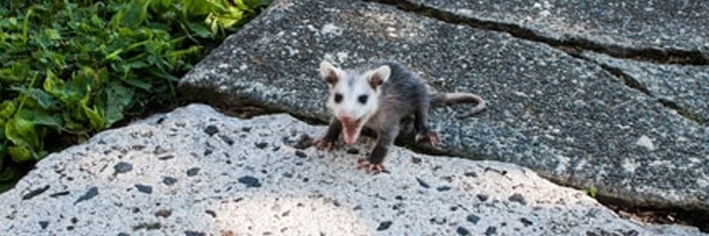 Wild Opossum