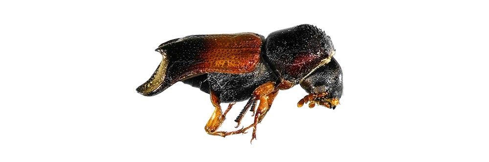 Dead Powderpost Beetle on White Background