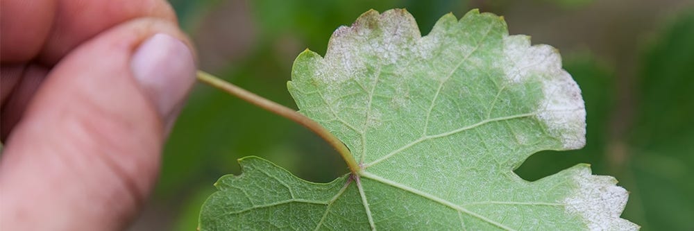 Powdery Mildew on Leaf