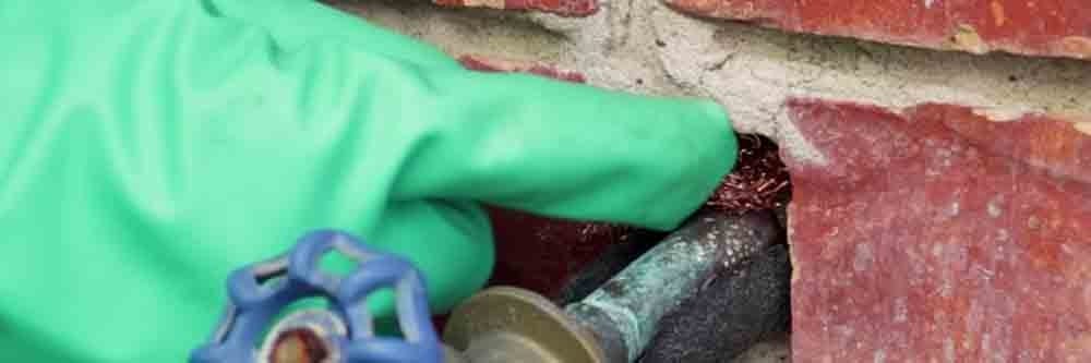 roof rats prevention