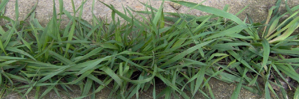 Quackgrass appearance