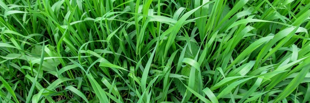 Quackgrass