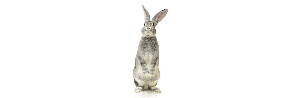 Hare on White Background