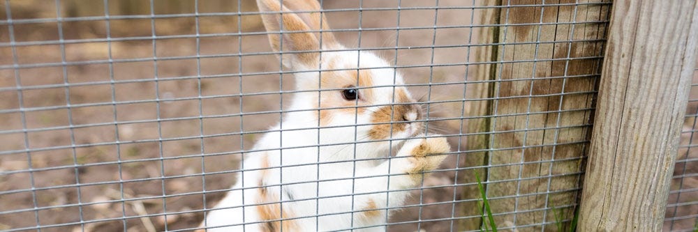 Rabbit Fence