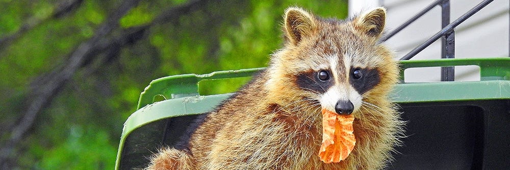 Raccoon in Trash Raccoon in Trash