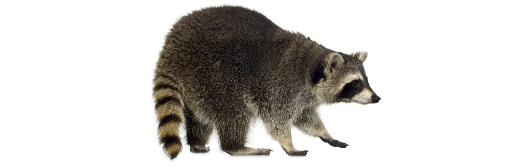 Raccoon ID