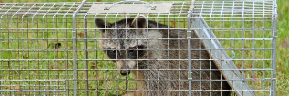 Raccoon in Cage