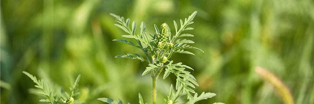 Ragweed Identification