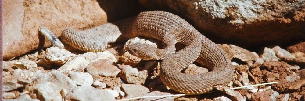 Rattlesnake around rocks