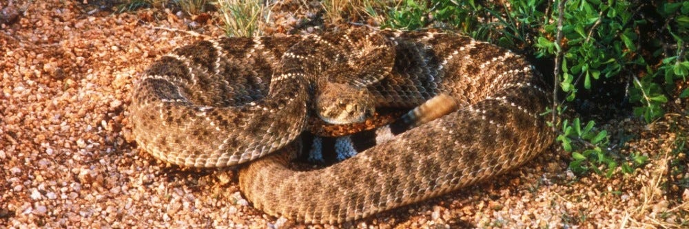 Rattlesnake