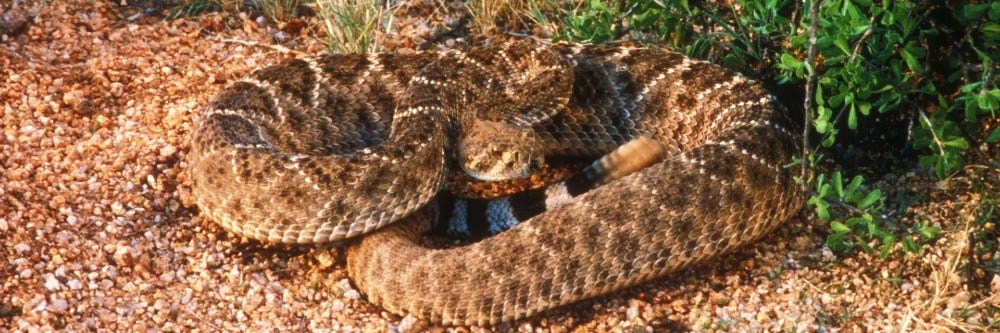 Rattlesnake