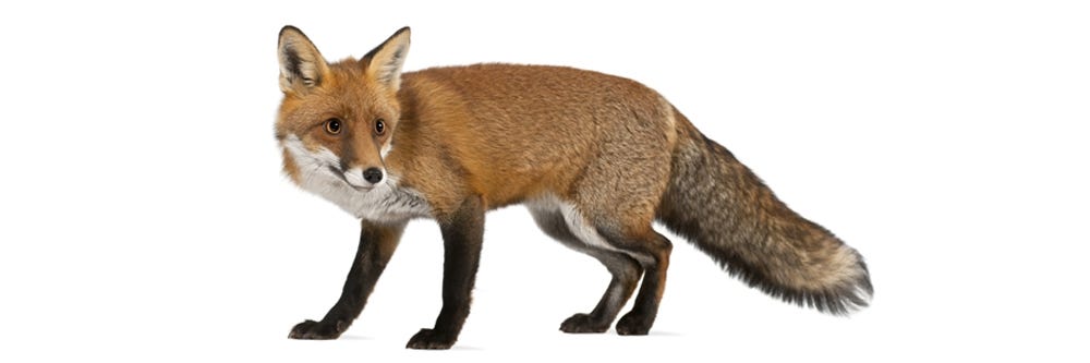 fox identification how to get rid of foxes
