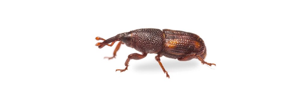 rice weevils identification how to get rid of rice weevils