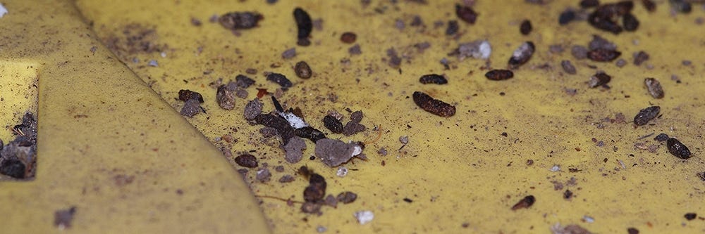 Rodent Droppings Rodent Droppings