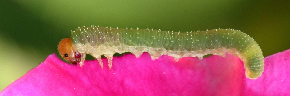 Rose Slug (Sawfly Larva)