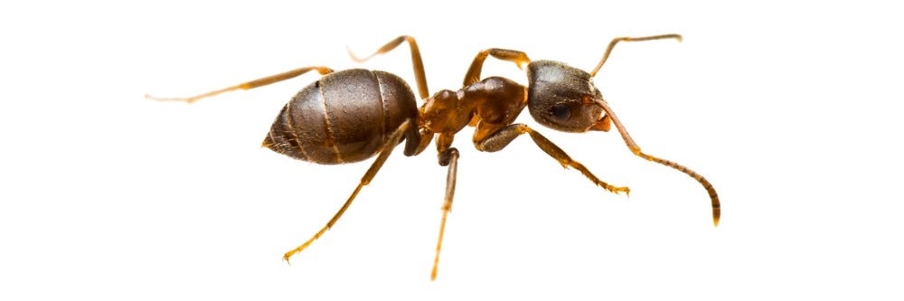 Rover Ant