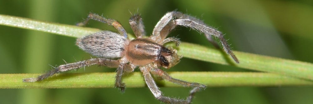 Sac Spider ID Sac Spider ID