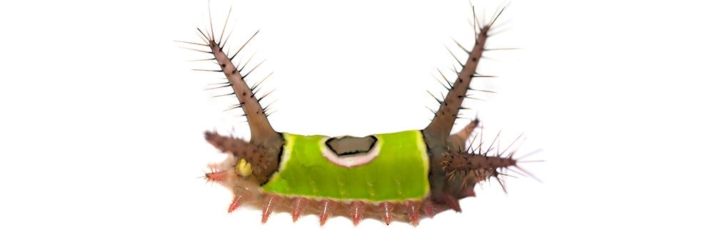 Saddleback Caterpillar on White Background