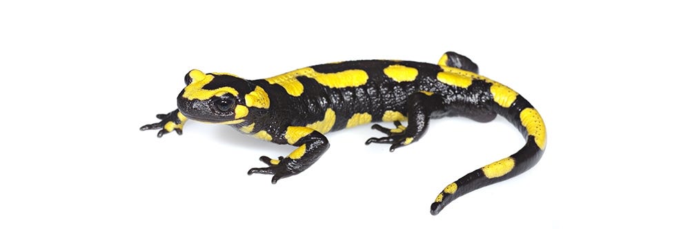 Salamander on White Background