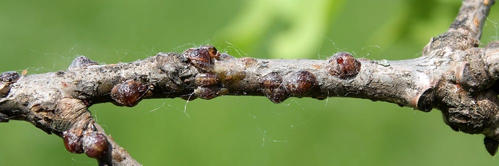 Scale Insect on Branch