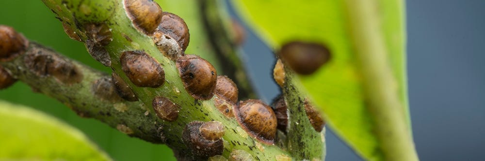Scale Insects on Plant Stem