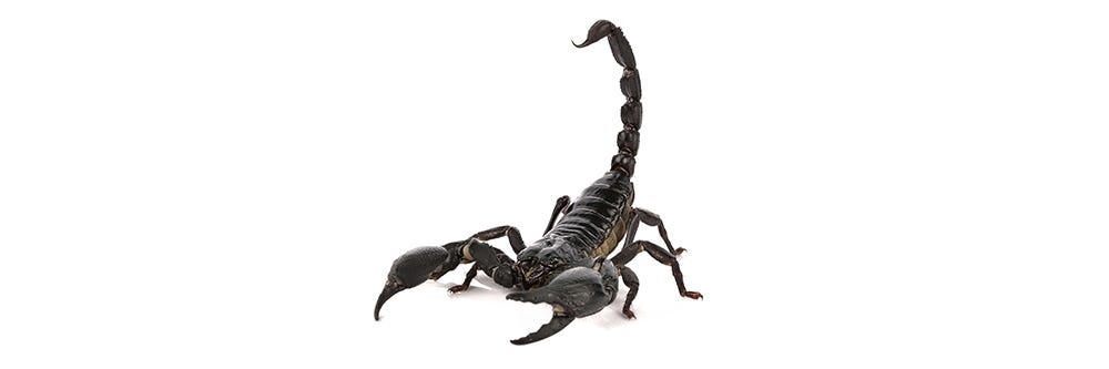 Scorpion on White Background