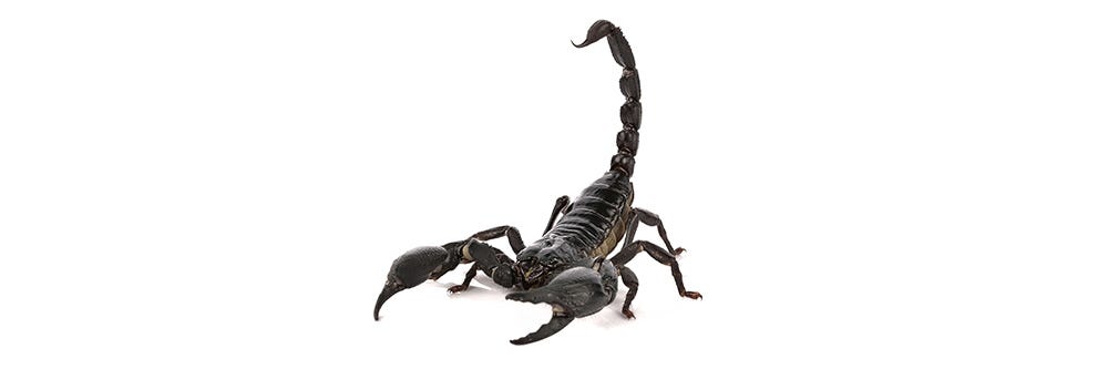 Scorpion on White Background Scorpion on White Background