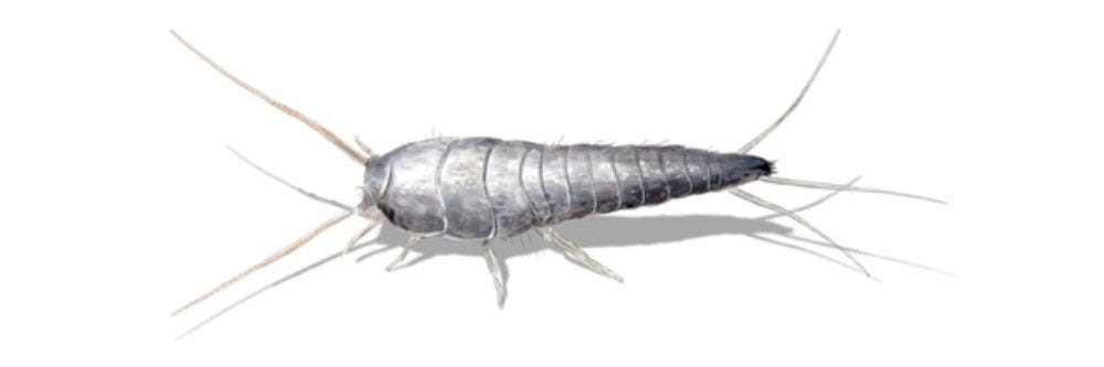 Controlling Silverfish Using Insect Baits – Rockwell Labs Ltd