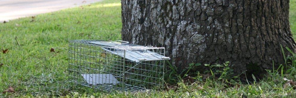 Small Cage by Tree