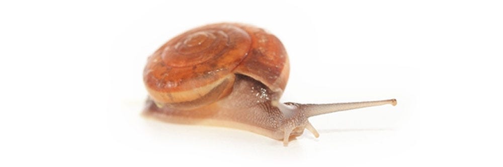 snail identification