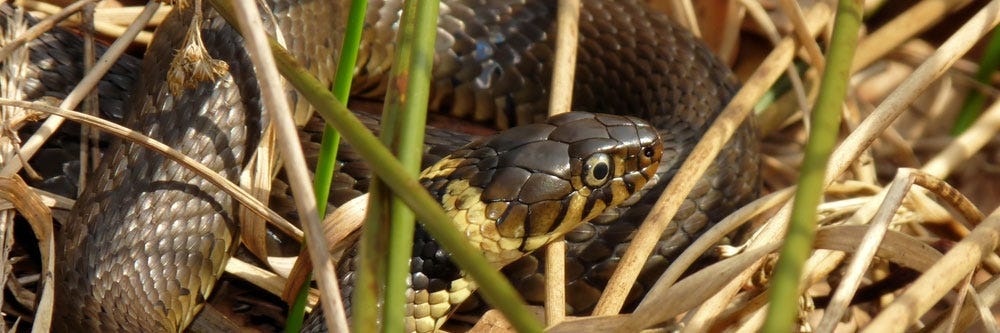 Snake in Grass