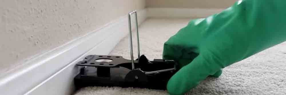 roof rat traps treatment