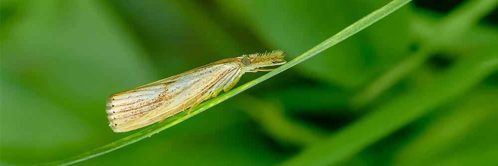 Sod Webworm Moth Adult