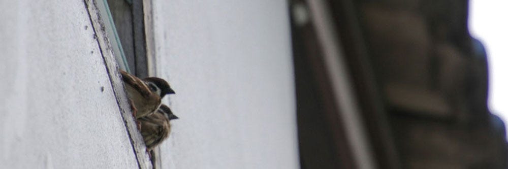 sparrow inspection how to get rid of sparrows