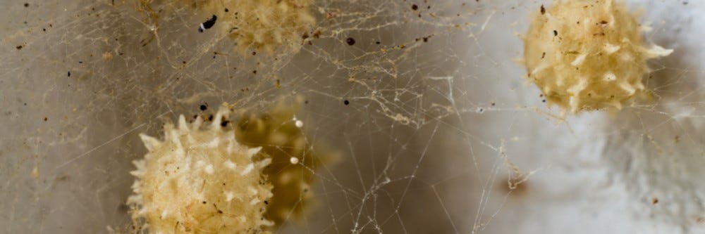 spider eggs on wall corner